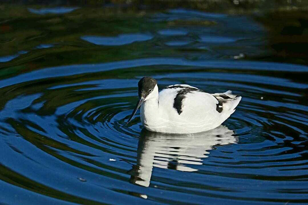 Pied Avocet Floating